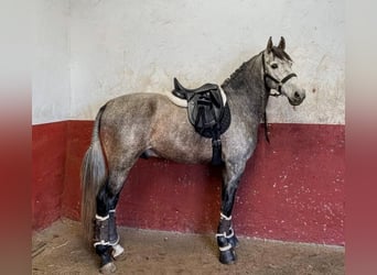 PRE, Semental, 4 años, 162 cm, Tordo rodado