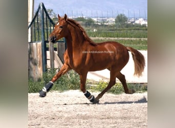 PRE Mestizo, Semental, 4 años, 163 cm, Alazán