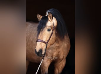 PRE Mestizo, Semental, 4 años, 163 cm, Bayo