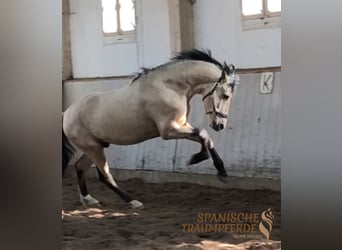 PRE Mestizo, Semental, 4 años, 163 cm, Bayo