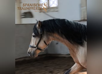 PRE Mestizo, Semental, 4 años, 163 cm, Bayo