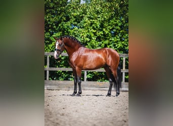 PRE Mestizo, Semental, 4 años, 163 cm, Castaño
