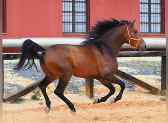 PRE Mestizo, Semental, 4 años, 163 cm, Castaño