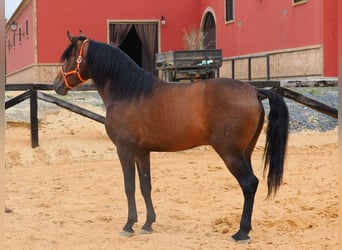 PRE Mestizo, Semental, 4 años, 163 cm, Castaño