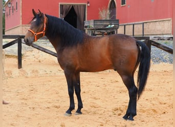 PRE Mestizo, Semental, 4 años, 163 cm, Castaño