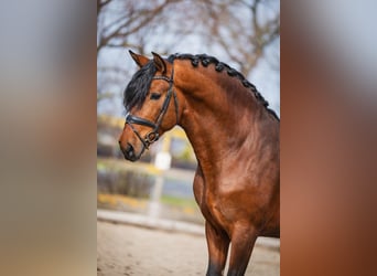 PRE, Semental, 4 años, 163 cm, Castaño