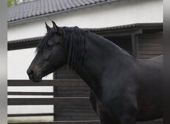 PRE, Semental, 4 años, 163 cm, Castaño oscuro