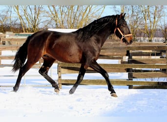 PRE, Semental, 4 años, 163 cm, Castaño oscuro