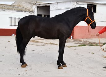 PRE, Semental, 4 años, 163 cm, Negro