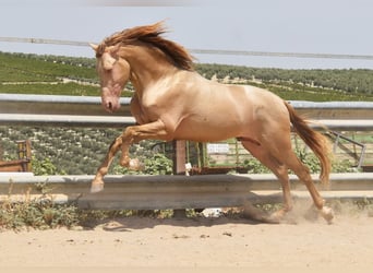 PRE, Semental, 4 años, 163 cm, Perla
