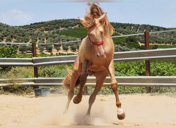 PRE, Semental, 4 años, 163 cm, Perla