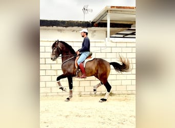 PRE, Semental, 4 años, 163 cm, Tordillo negro
