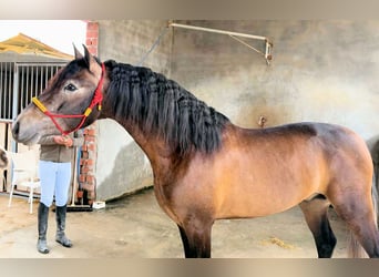 PRE Mestizo, Semental, 4 años, 163 cm, Tordillo negro