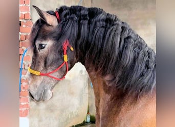 PRE Mestizo, Semental, 4 años, 163 cm, Tordillo negro