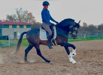 PRE Mestizo, Semental, 4 años, 163 cm, Tordo
