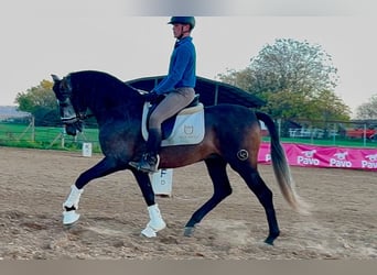 PRE Mestizo, Semental, 4 años, 163 cm, Tordo