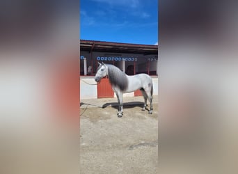 PRE Mestizo, Semental, 4 años, 163 cm, Tordo