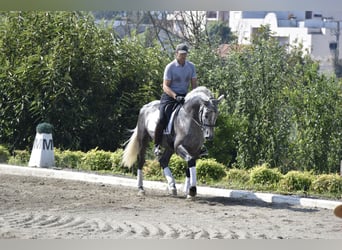 PRE, Semental, 4 años, 163 cm, Tordo