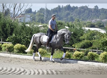 PRE, Semental, 4 años, 163 cm, Tordo