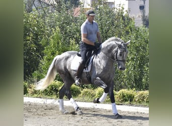 PRE, Semental, 4 años, 163 cm, Tordo