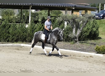 PRE, Semental, 4 años, 163 cm, Tordo