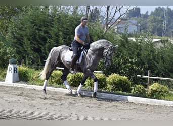 PRE, Semental, 4 años, 163 cm, Tordo