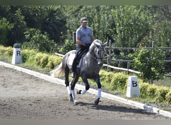 PRE, Semental, 4 años, 163 cm, Tordo