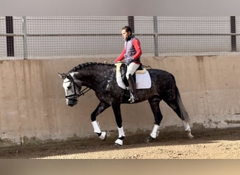 PRE Mestizo, Semental, 4 años, 163 cm, Tordo rodado