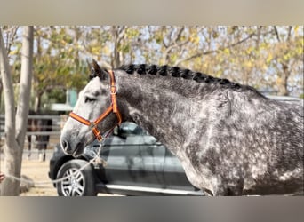 PRE Mestizo, Semental, 4 años, 163 cm, Tordo rodado