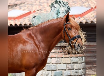PRE Mestizo, Semental, 4 años, 164 cm, Alazán