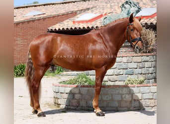 PRE Mestizo, Semental, 4 años, 164 cm, Alazán