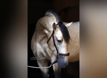PRE, Semental, 4 años, 164 cm, Bayo