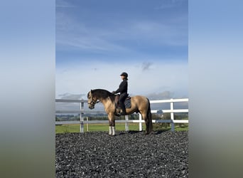 PRE, Semental, 4 años, 164 cm, Bayo