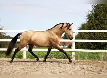 PRE, Semental, 4 años, 164 cm, Bayo