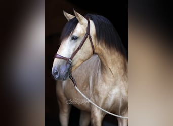 PRE, Semental, 4 años, 164 cm, Bayo