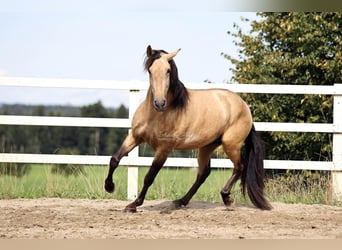 PRE, Semental, 4 años, 164 cm, Bayo