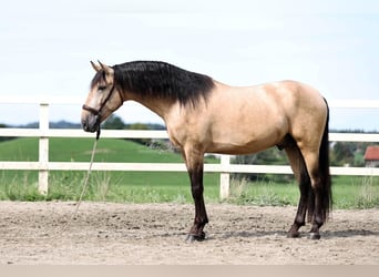 PRE, Semental, 4 años, 164 cm, Bayo