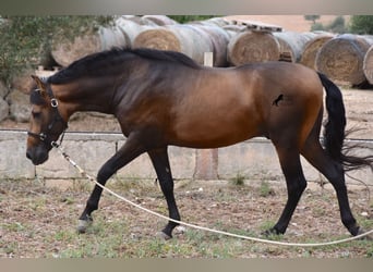 PRE, Semental, 4 años, 164 cm, Bayo