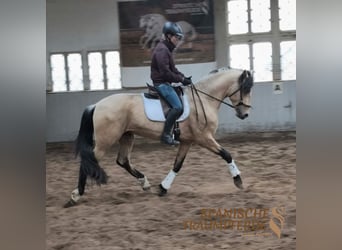 PRE Mestizo, Semental, 4 años, 164 cm, Bayo