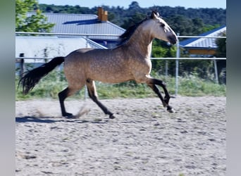 PRE, Semental, 4 años, 164 cm, Buckskin/Bayo