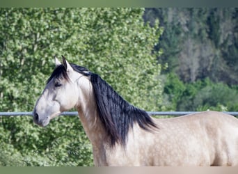 PRE, Semental, 4 años, 164 cm, Buckskin/Bayo