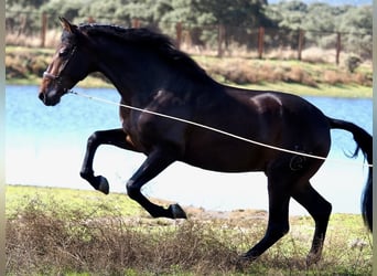 PRE Mestizo, Semental, 4 años, 164 cm, Castaño