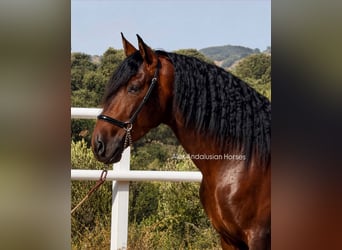PRE Mestizo, Semental, 4 años, 164 cm, Castaño