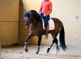 PRE Mestizo, Semental, 4 años, 164 cm, Castaño