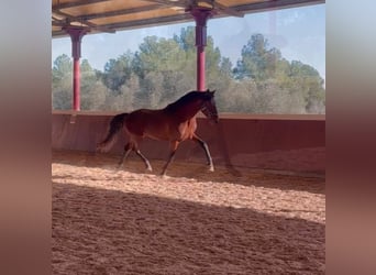 PRE Mestizo, Semental, 4 años, 164 cm, Castaño