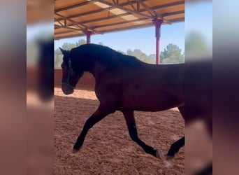 PRE Mestizo, Semental, 4 años, 164 cm, Castaño