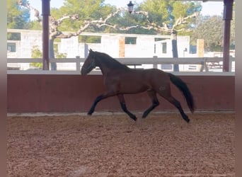 PRE Mestizo, Semental, 4 años, 164 cm, Castaño