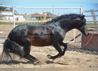 PRE, Semental, 4 años, 164 cm, Morcillo