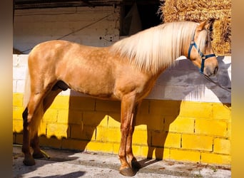 PRE, Semental, 4 años, 164 cm, Palomino