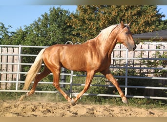 PRE Mestizo, Semental, 4 años, 164 cm, Palomino